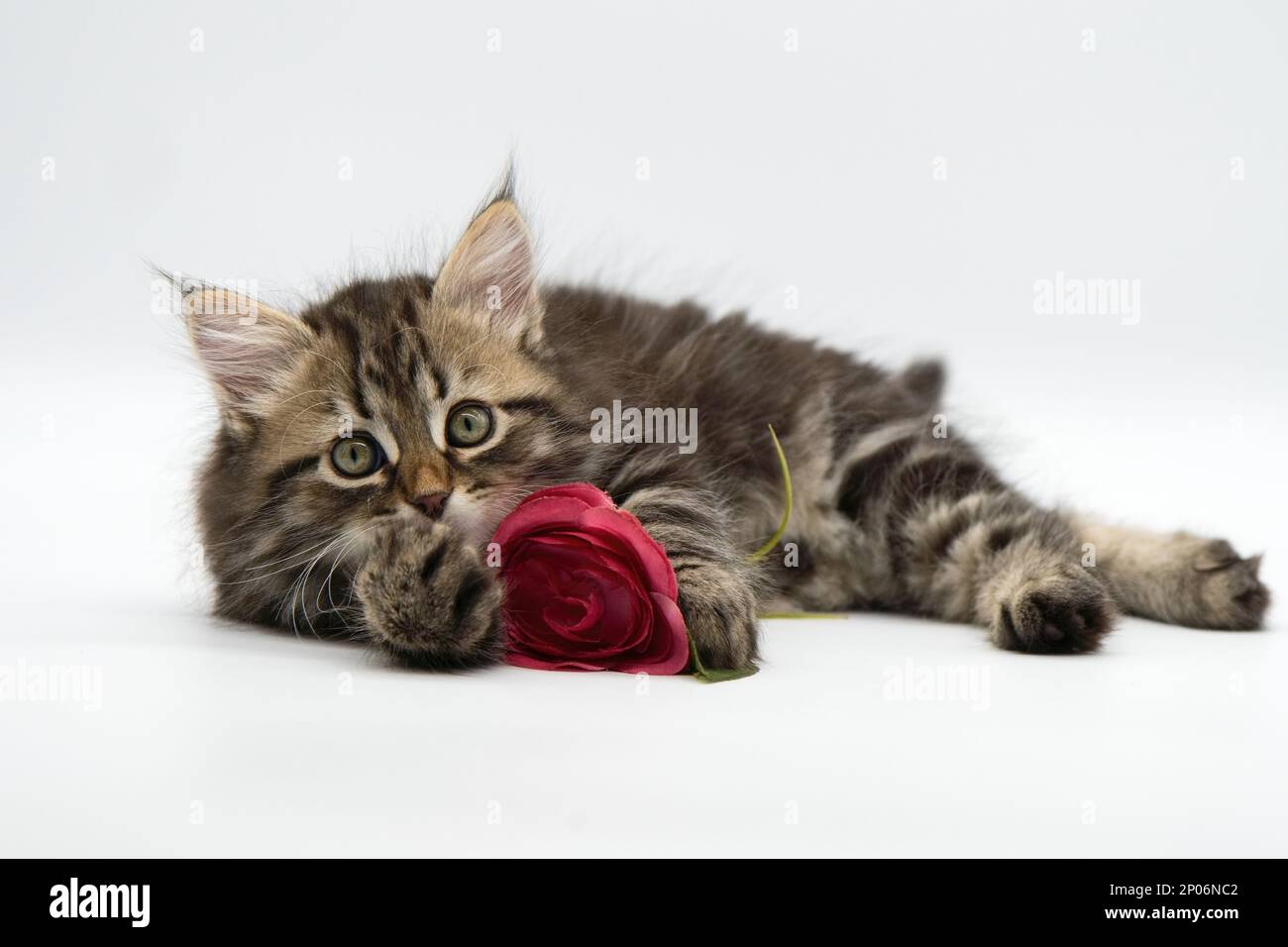 Carte de vœux avec un chat et une fleur Banque D'Images