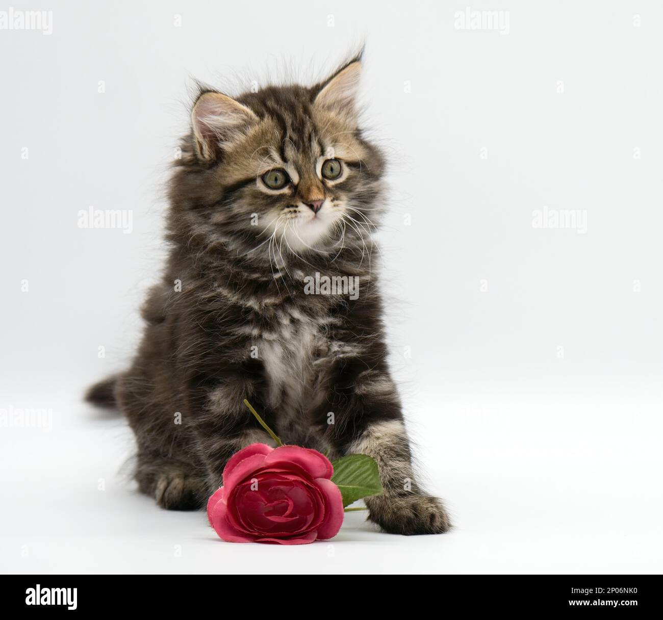 Carte de vœux avec un chat et une fleur Banque D'Images
