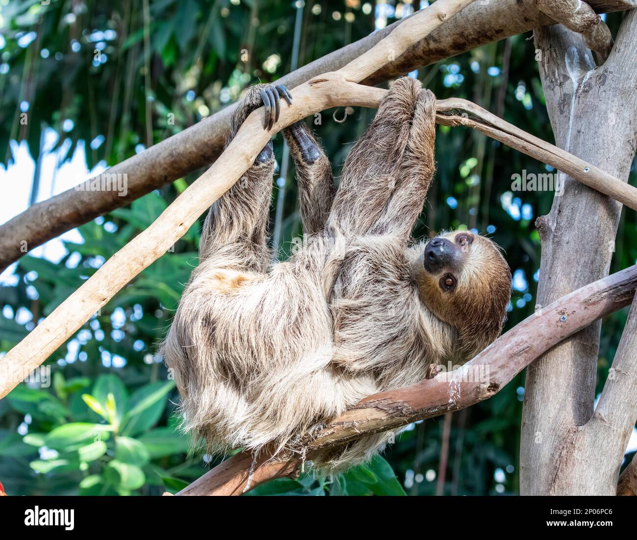 L'image rapprochée du Sloth à deux doigts de Linneaus (Choloepus — free download