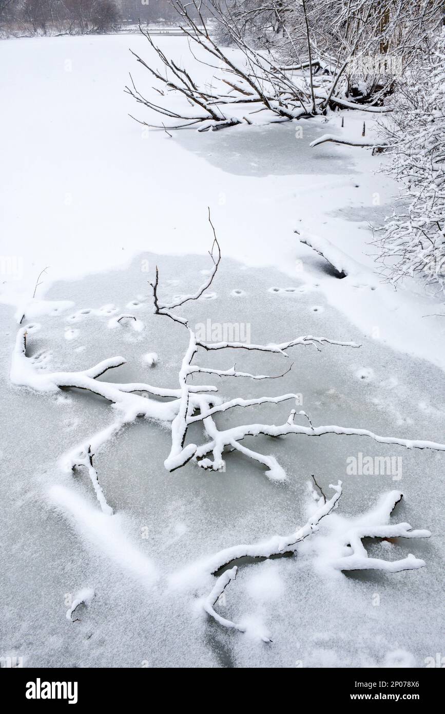 Arbre congelé en hiver Banque D'Images