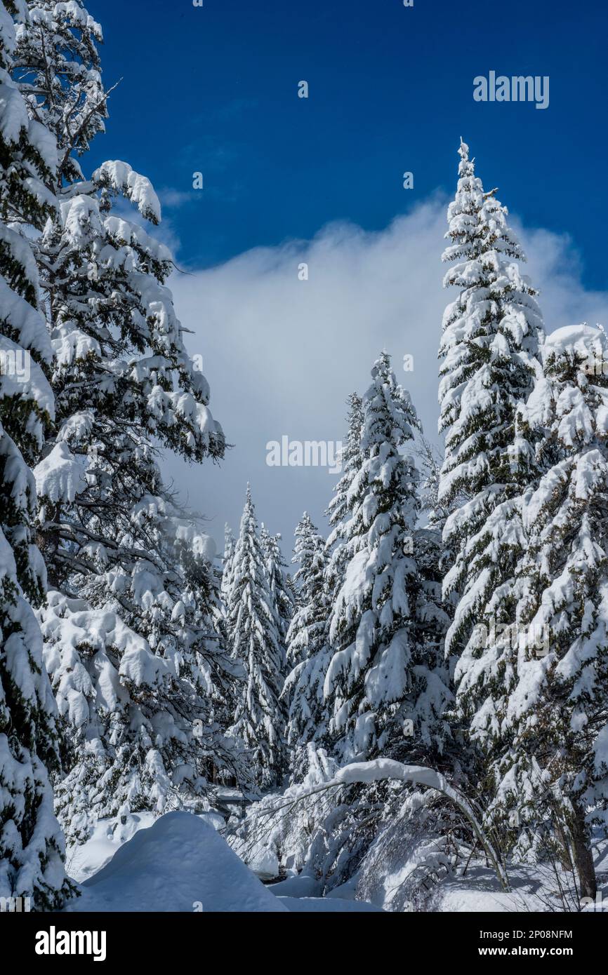 Arbres enneigés à Sundance Resort, également connu sous le nom de Sundance Mountain Resort, qui est une station de ski située à 13 miles (21 km) au nord-est de Provo, Utah, Banque D'Images
