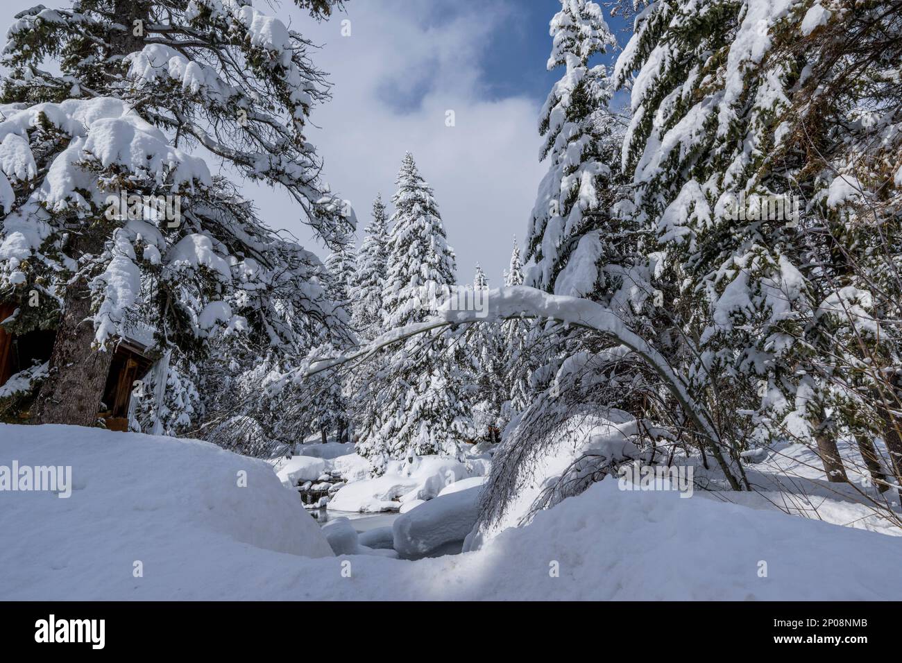 Arbres enneigés à Sundance Resort, également connu sous le nom de Sundance Mountain Resort, qui est une station de ski située à 13 miles (21 km) au nord-est de Provo, Utah, Banque D'Images