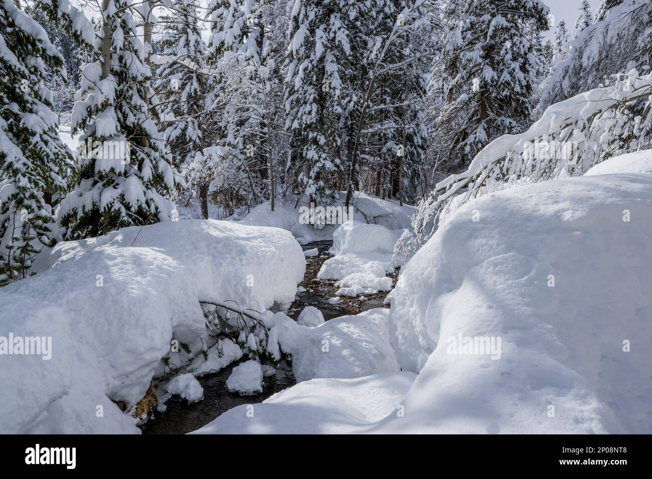 Paysage d'hiver avec arbres enneigés à Sundance Resort, également connu sous le nom de Sundance Mountain Resort, qui est une station de ski située à 13 miles (21 km) NOR Banque D'Images
