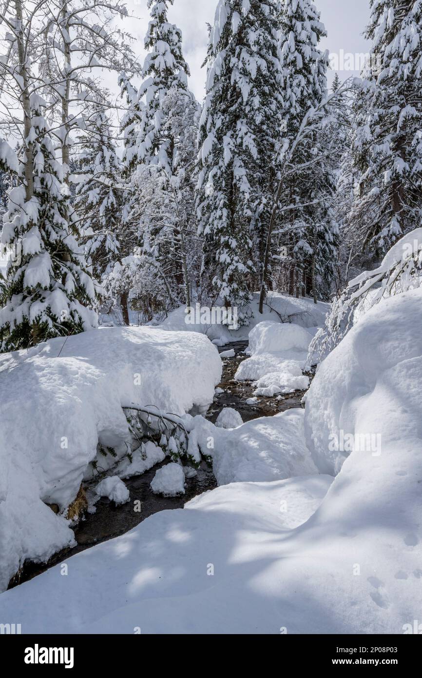 Paysage d'hiver avec arbres enneigés à Sundance Resort, également connu sous le nom de Sundance Mountain Resort, qui est une station de ski située à 13 miles (21 km) NOR Banque D'Images