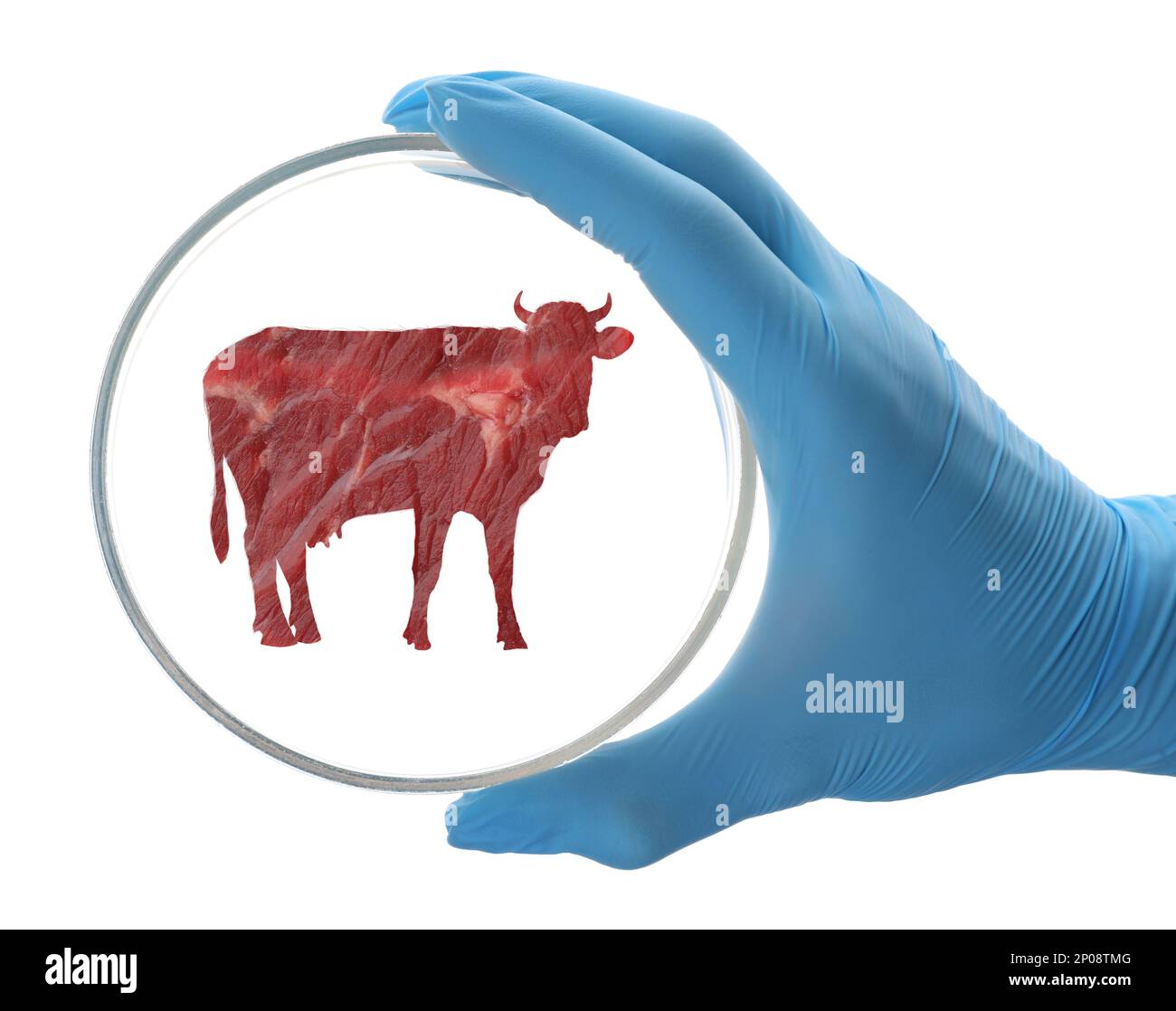 Scientifique tenant une boîte de Petri avec silhouette de vache faite de boeuf sur fond blanc, gros plan. Viande de culture Banque D'Images