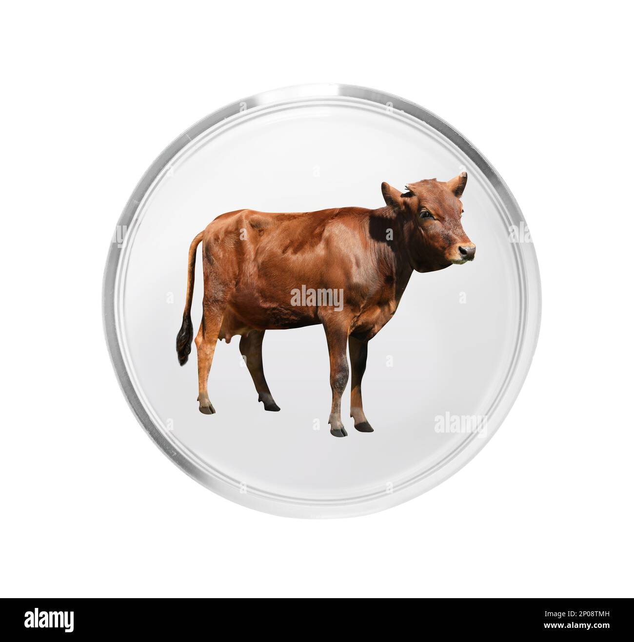 Petite vache dans boîte de Petri sur fond blanc. Concept de viande de culture Banque D'Images