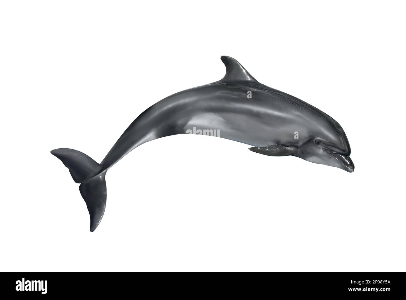 Magnifique dauphin à gros bec gris sur fond blanc Banque D'Images