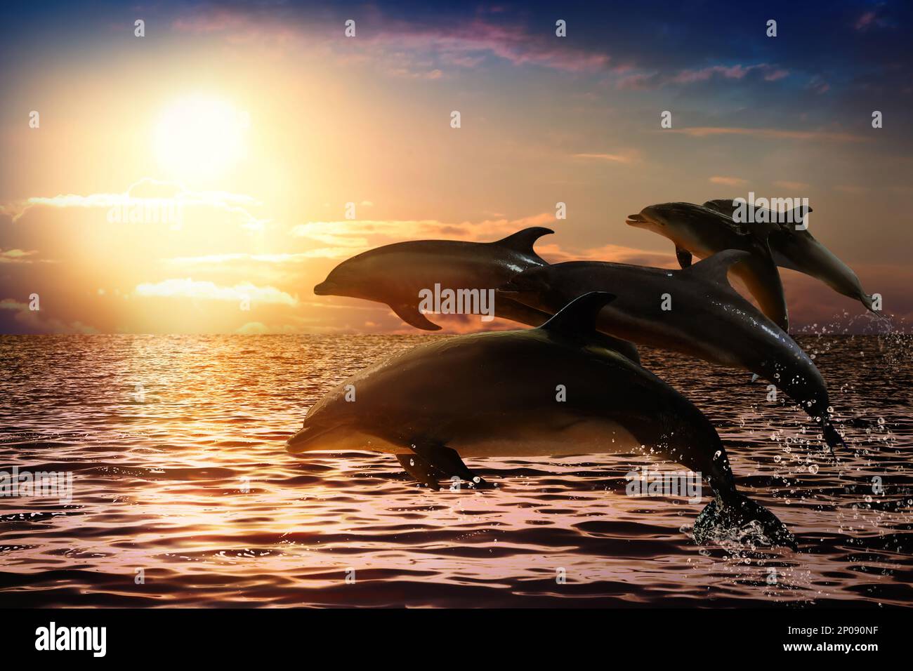 Les grands dauphins sautent hors de la mer au coucher du soleil Banque D'Images