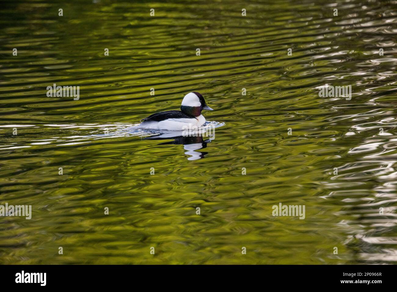 Un canard à tête de buffle mâle (Bucephala albéola) nage sur le lac Yellow, Sammamish, comté de King, État de Washington, États-Unis. Banque D'Images