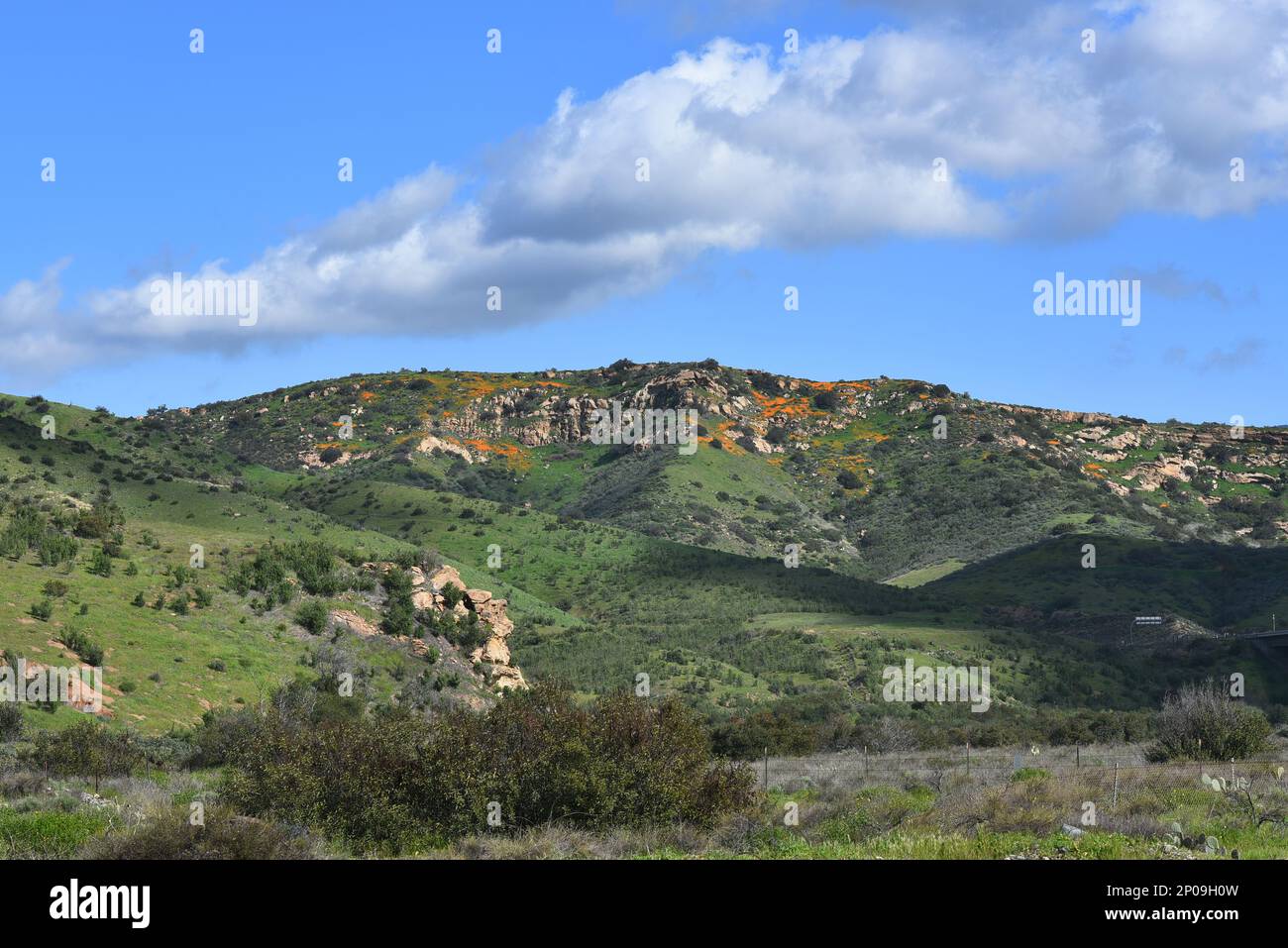 Les contreforts du parc régional d'Irvine dans le comté d'Orange avec des coquelicots de Californie commencent à fleurir. Banque D'Images
