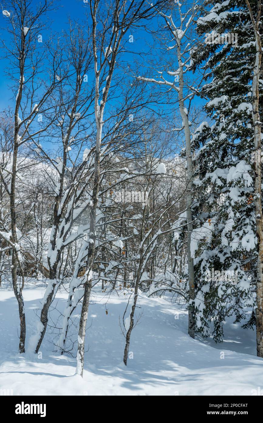 Arbres enneigés à Sundance Resort, également connu sous le nom de Sundance Mountain Resort, qui est une station de ski située à 13 miles (21 km) au nord-est de Provo, Utah, Banque D'Images