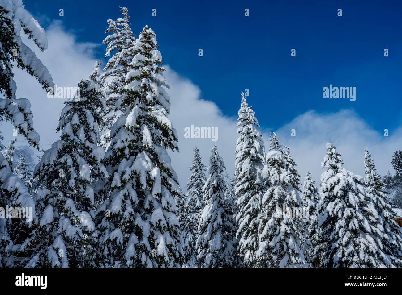 Arbres enneigés à Sundance Resort, également connu sous le nom de Sundance Mountain Resort, qui est une station de ski située à 13 miles (21 km) au nord-est de Provo, Utah, Banque D'Images