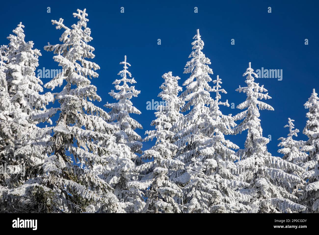 WA23176-00...WASHINGTON - Frosted Trees on amabilis Mountain dans la forêt nationale Okanogan-Wenatchee. Banque D'Images