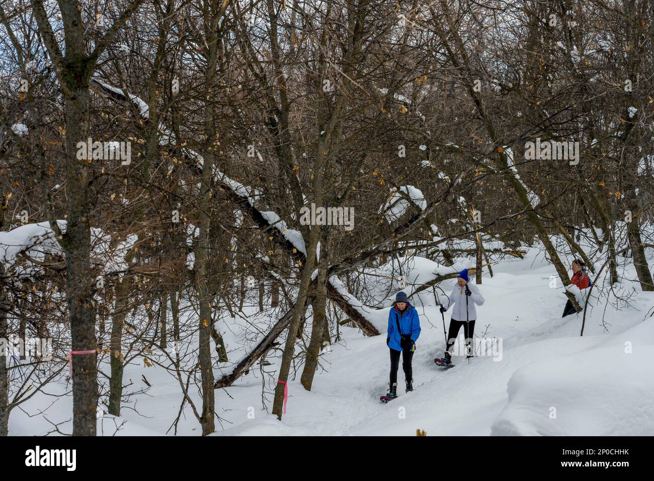 Trois femmes (libérées), dont un senior de 90 ans, raquette au Nordic Center of the Sundance Resort, également connu sous le nom de Sundance Mountain Resor Banque D'Images
