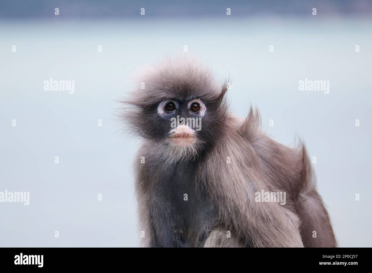 Gros plan sur un singe à feuilles dusky adulte mignon et déchiquable (Trachypithecus obscurus). Banque D'Images