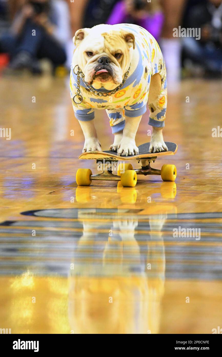 WASHINGTON, DC - JANUARY 09: The Georgetown Hoyas mascot, Jack The Bulldog, rides a skateboard on January 9, 2017, at the Verizon Center in Washington, D.C. (Photo by Mark Goldman/Icon Sportswire) (Icon Sportswire via AP Images) Banque D'Images