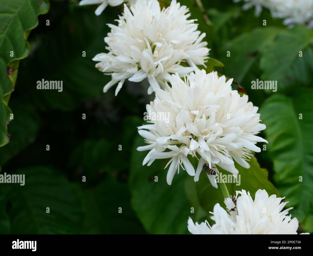 Groupe d'abeille rouge naine sur la fleur de café de Robusta sur une plante d'arbre avec feuille verte avec couleur noire en arrière-plan. Pétales et étamines blanches Banque D'Images Groupe d'abeille rouge naine sur la fleur de café de Robusta sur une plante d'arbre avec feuille verte avec couleur noire en arrière-plan. Pétales et étamines blanches Banque D'Images