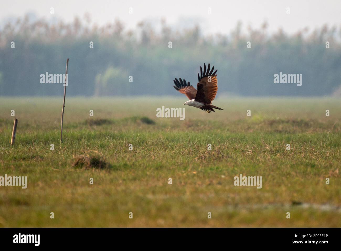 Brahminy kite oiseau volant dans les zones humides Banque D'Images