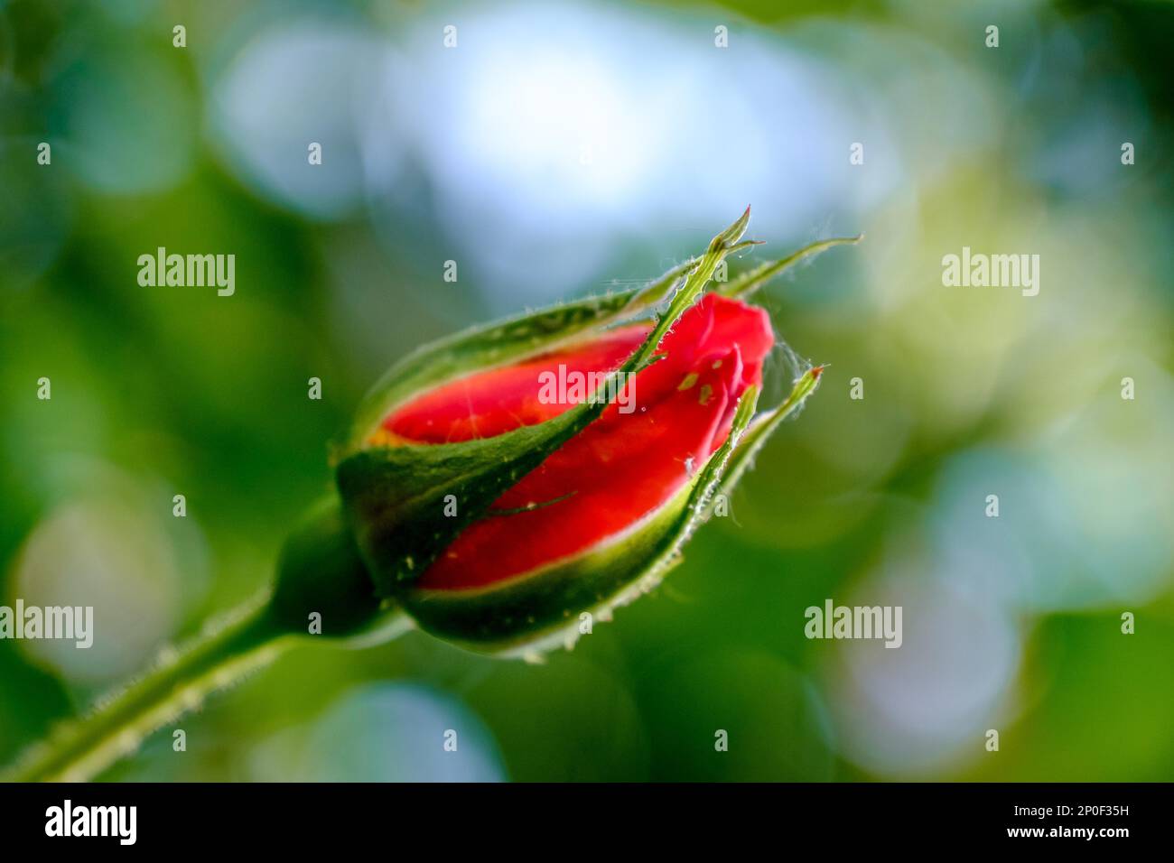 Rose devant les cercles flous bokeh Banque D'Images