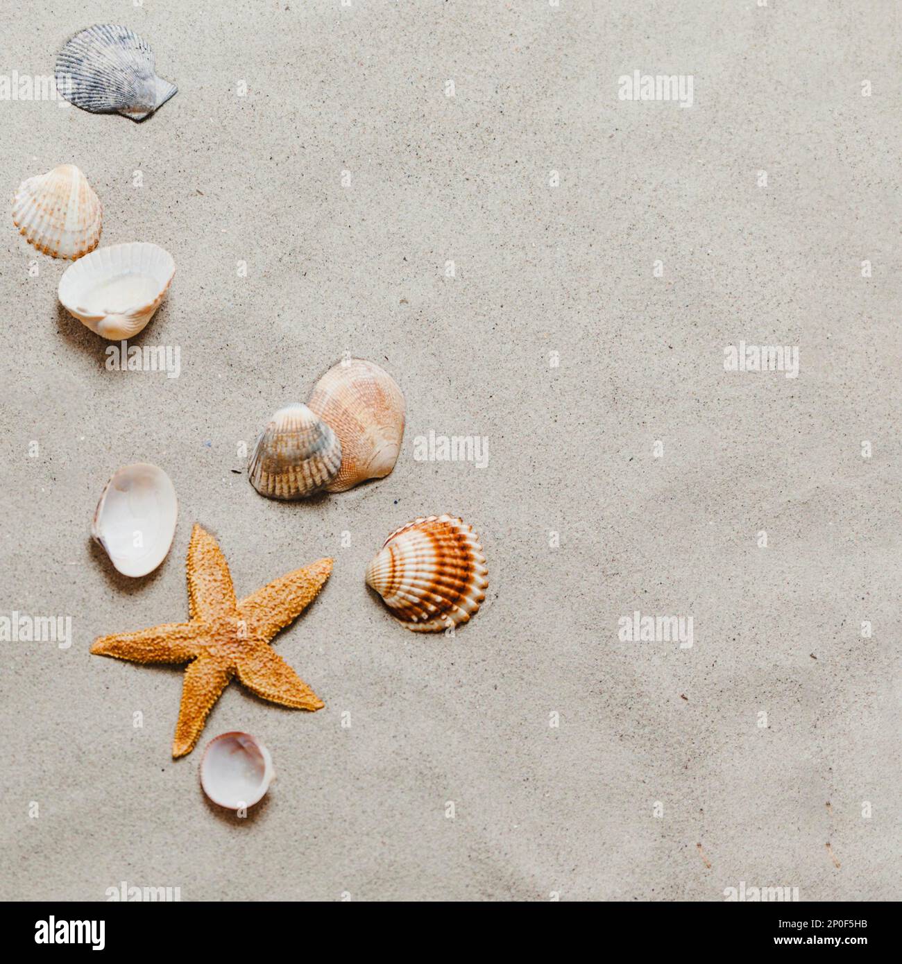 plage starfish shells. Photo haute résolution Banque D'Images