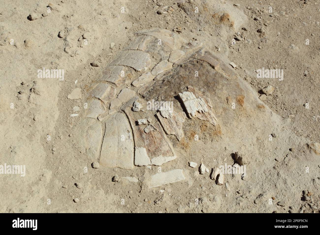 Carapace fossile de tortue, Isla Santa Catalina, Golfe de Californie, Baja California sur, Mexique Banque D'Images