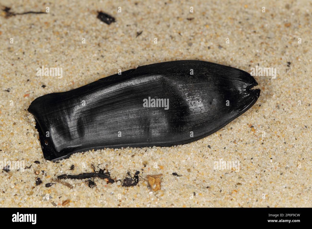 Requin-taupe noir (galeus melastomus) coquille d'œuf « Mermaid's Purse », sur la côte de la plage, Irlande Banque D'Images