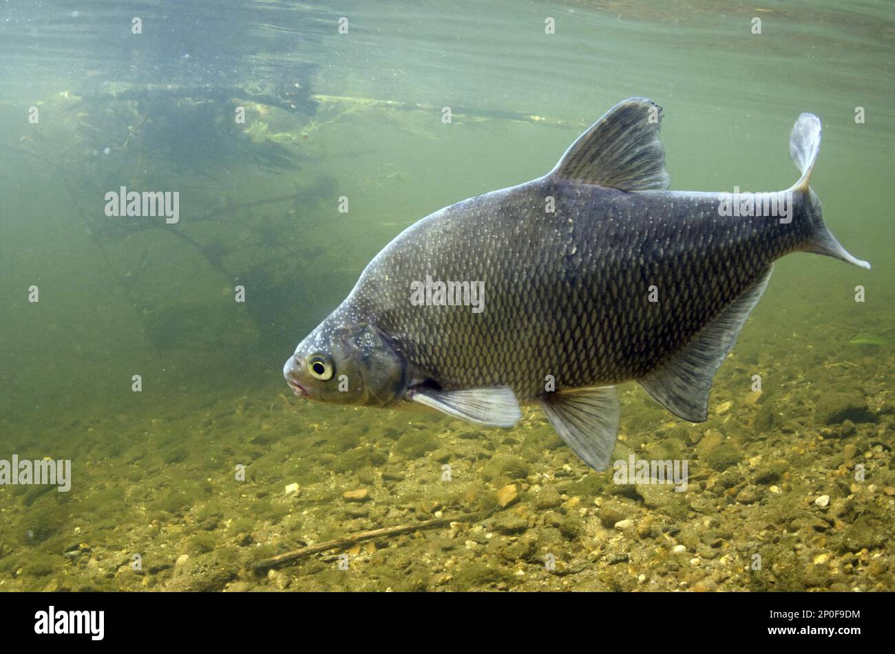 Common Bream (Abramis brama) adulte mâle, nageant dans la couverture, dans le Nottinghamshire Banque D'Images