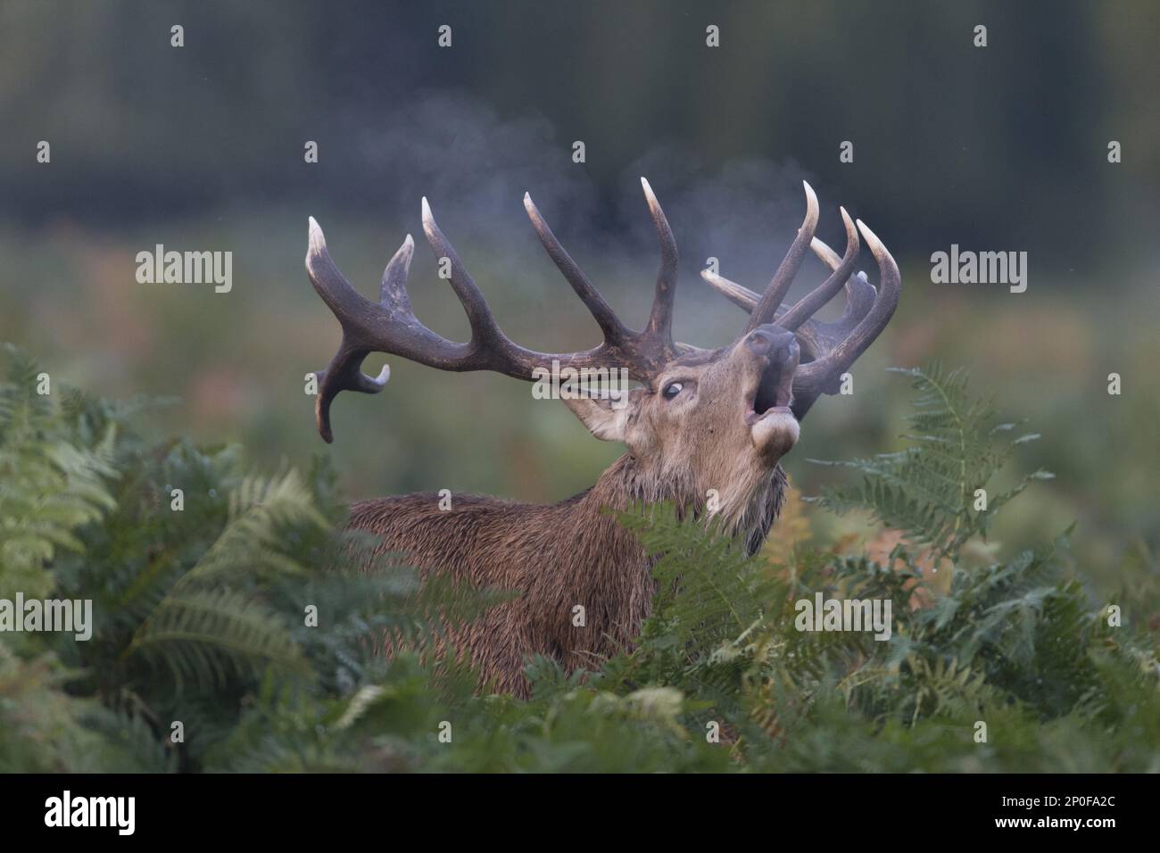 Cerf rouge (Cervus elaphus) stag, debout au milieu du saumâtre, grondant pendant la rut, avec la condensation à l'air froid, Bushy Park, Richmond upon Thames Banque D'Images