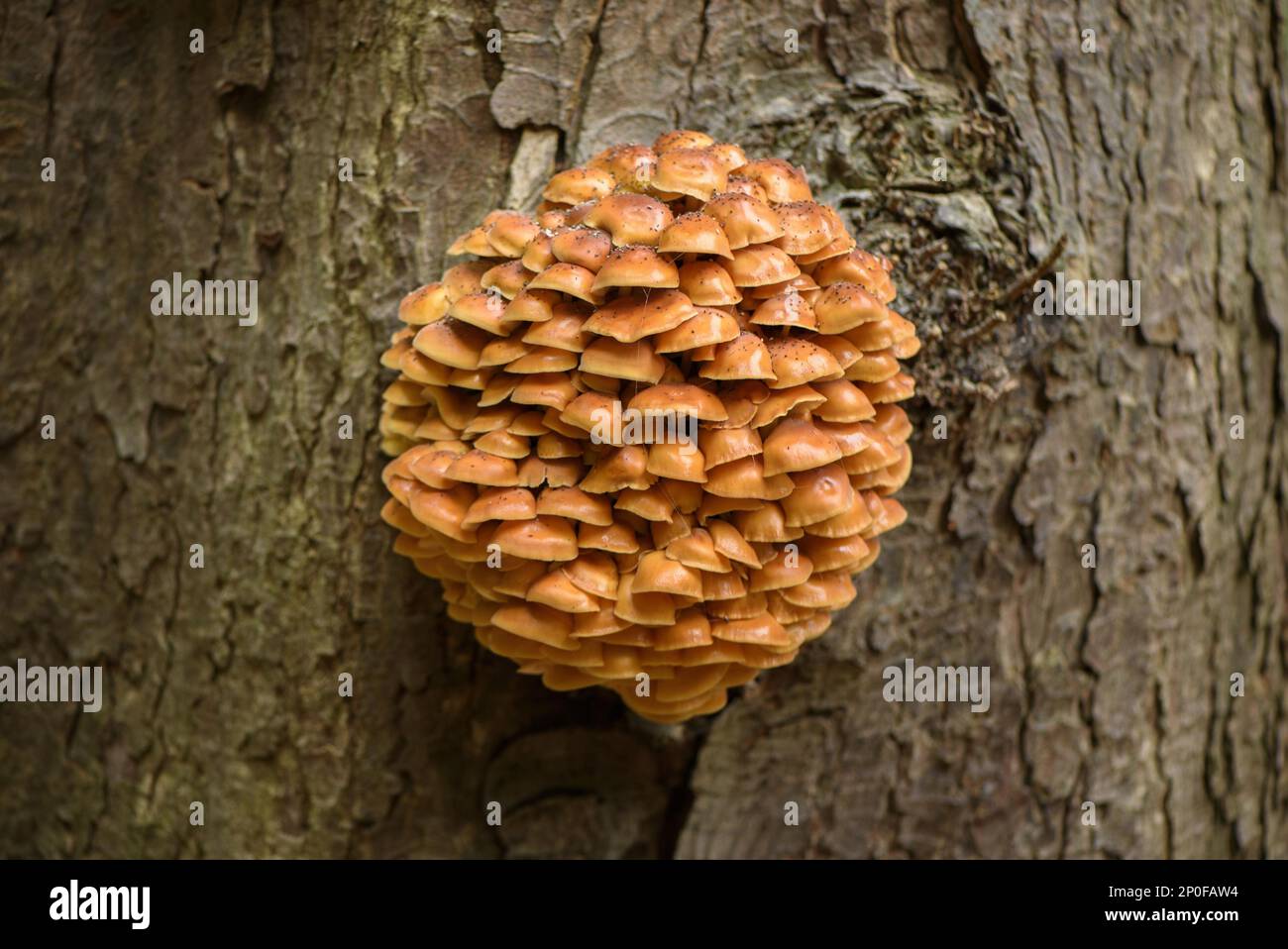 Corps de fructification de flammulina (Flammulina velutipes), amas croissant sur le tronc de chêne anglais (Quercus robur) dans des bois à feuilles caduques, Cannock Chase Banque D'Images