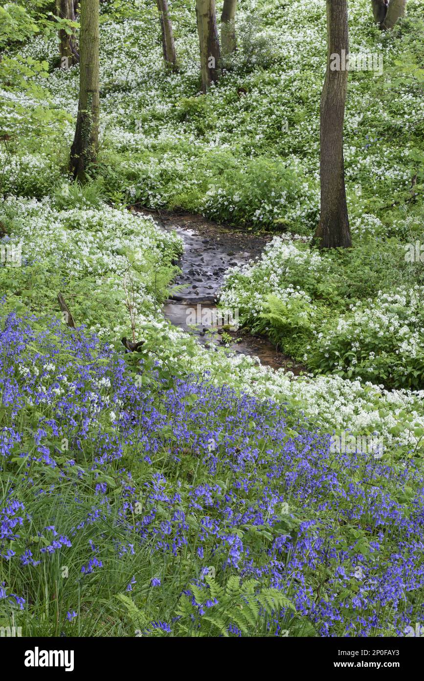 bluebell commun (jacinthoides non-scripta) et ramsons (Allium ursinum), masse de floraison, croissant par le ruisseau dans une ancienne forêt à feuillus Banque D'Images