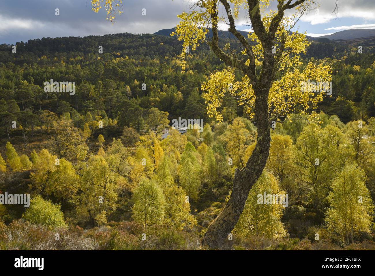 Bois de bouleau verni (Betula pendula) et de pin sylvestre (Pinus sylvestris) autour de la rivière Affric, Glen Affric, Highlands, Écosse. Octobre 2015 Banque D'Images