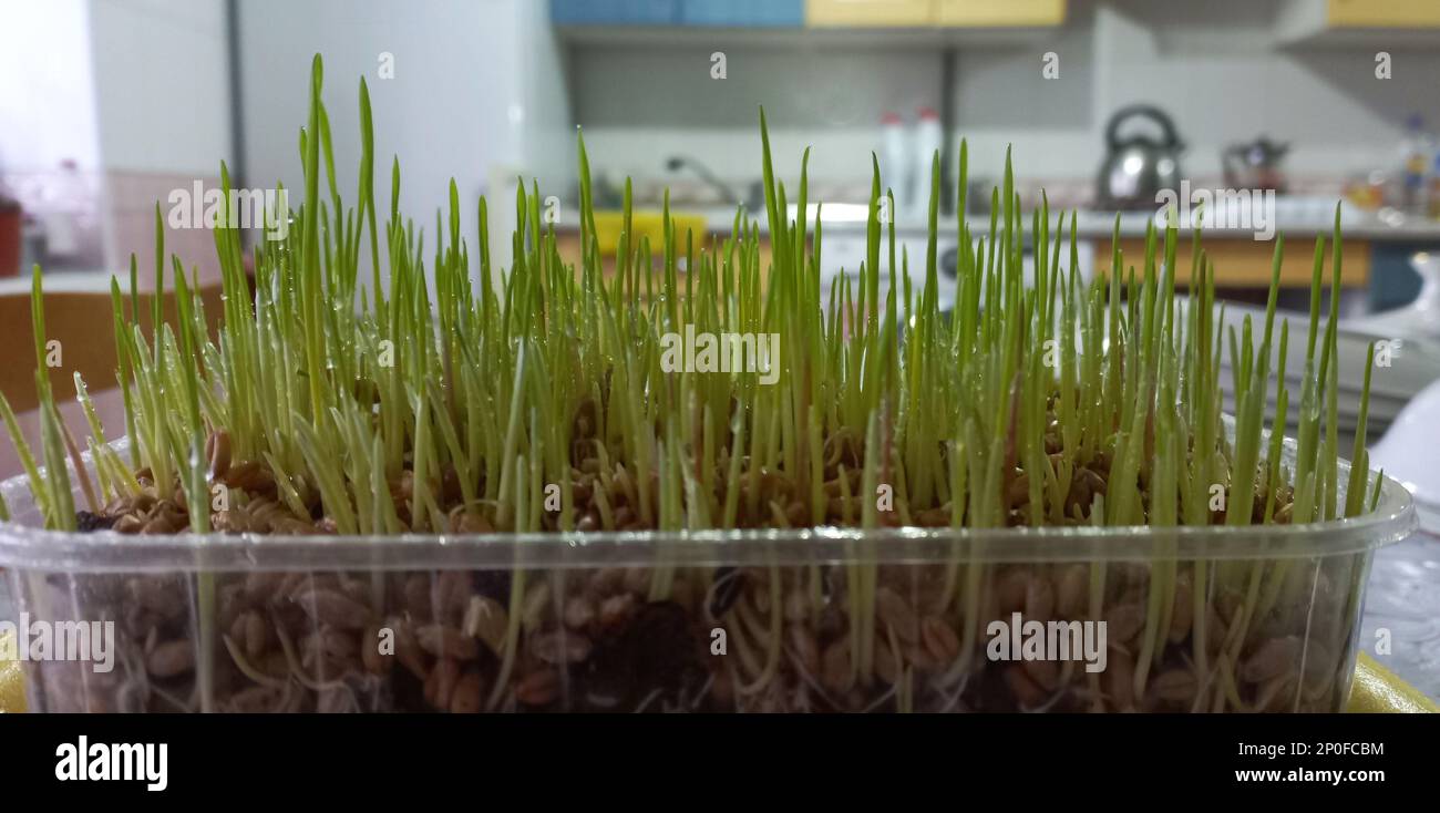 De l'herbe de blé a germé sur une table dans la cuisine. Microgreen. Banque D'Images