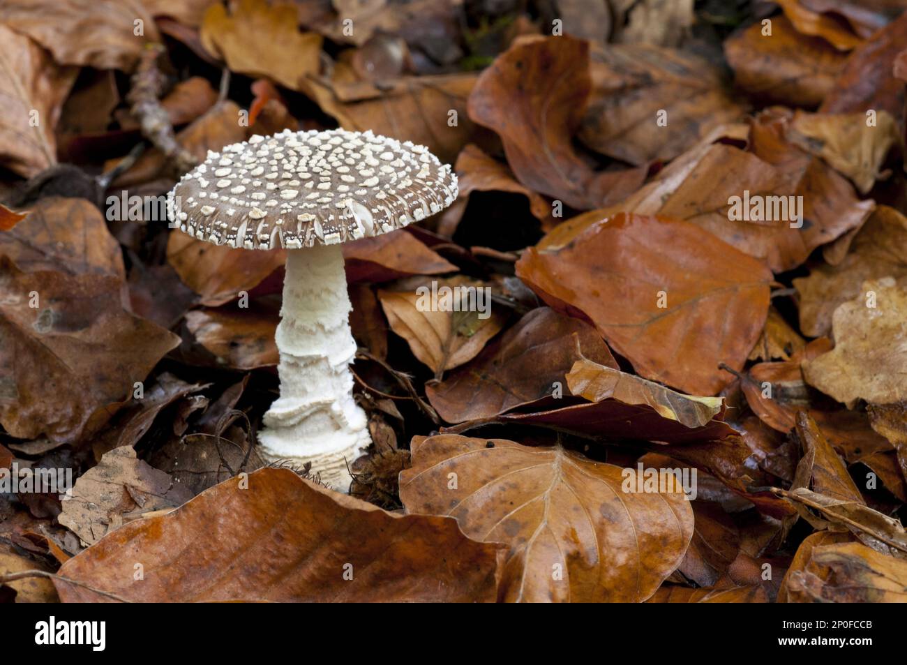 Le corps de fructification d'une amanita à pois gris (Amanita excelsa var.. spinsa) croissant parmi les feuilles de hêtre déchue sur le plancher de la forêt. La nouvelle forêt Banque D'Images