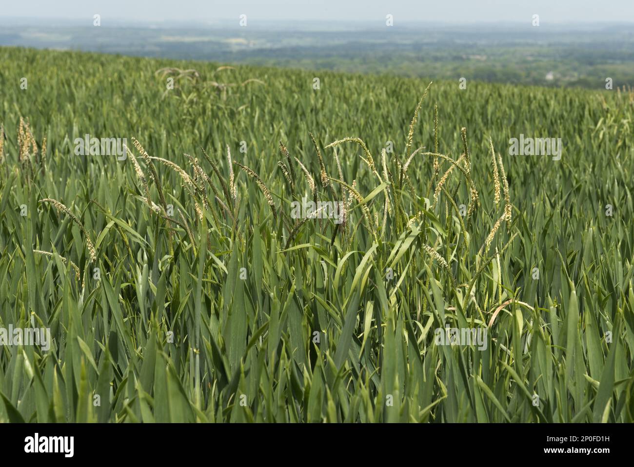 Blackgrass, Alopecurus myosuroides, herbe à fleurs dans une récolte de blé d'hiver Banque D'Images