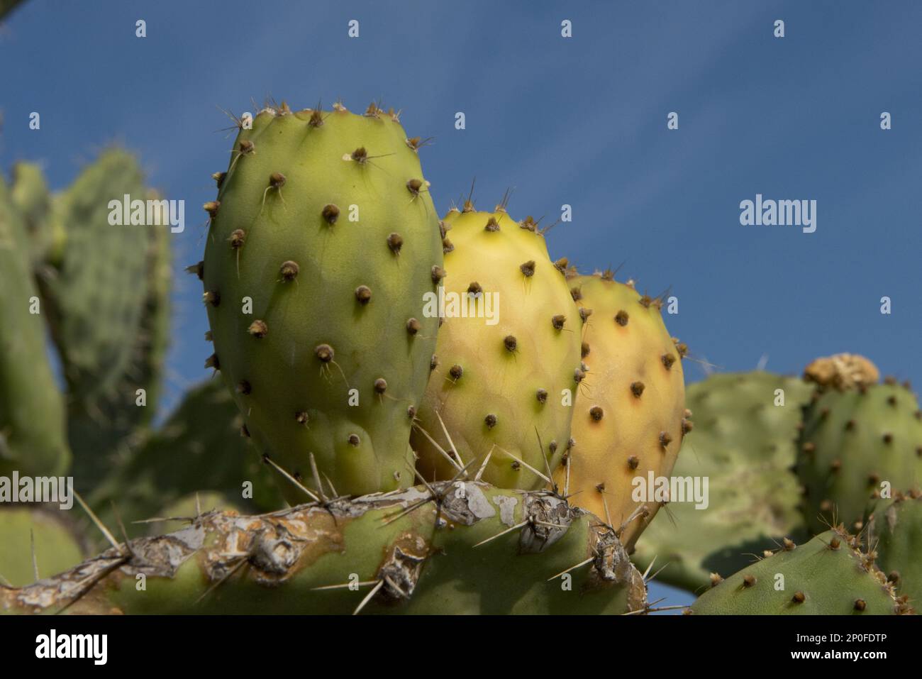 Poire de Cactus (Opuntia ficus-indica) ou poire pirickly, avec des fruits à différents stades de maturité, Sardaigne Banque D'Images