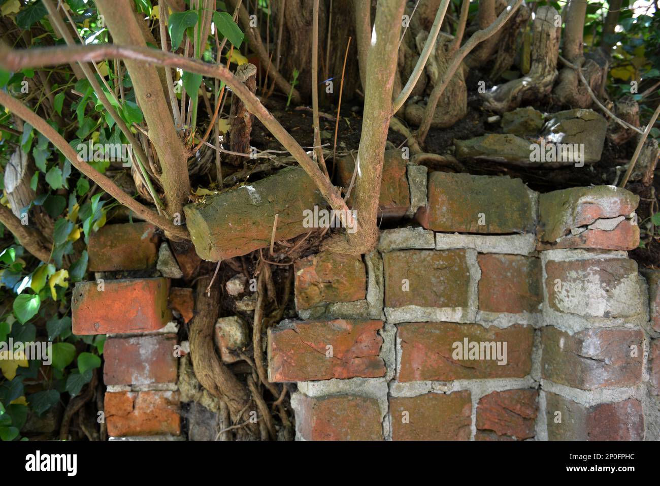 Roots Masonry, Kloster Lehnin, Brandebourg, Allemagne Banque D'Images