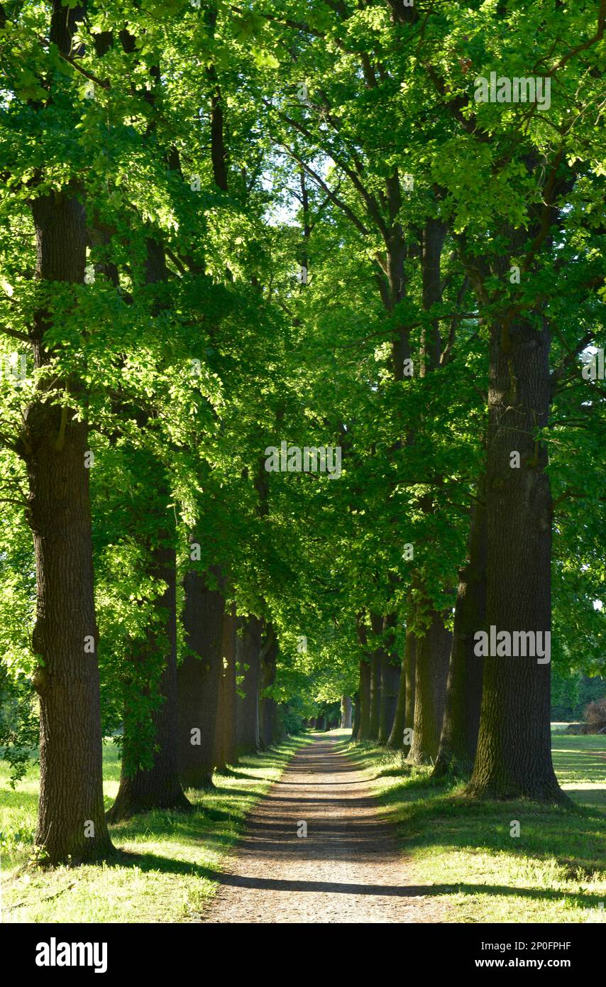 Allee, Kloster Lehnin, Brandebourg, Allemagne Banque D'Images