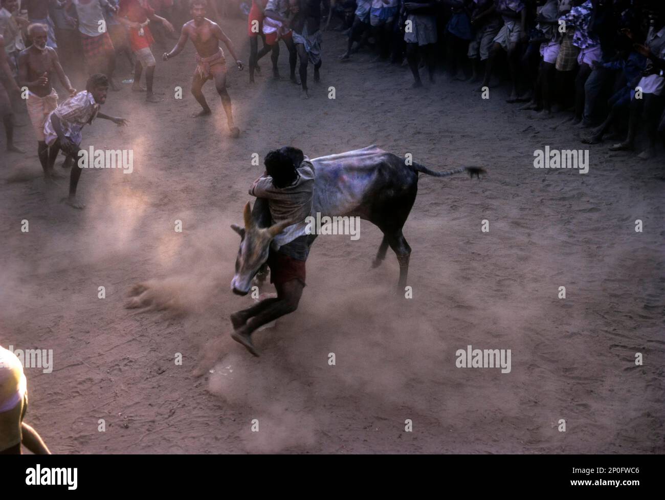 Jallikattu à Alangnallur pendant le festival Pongal près de Madurai Tamil Nadu, en Inde Banque D'Images