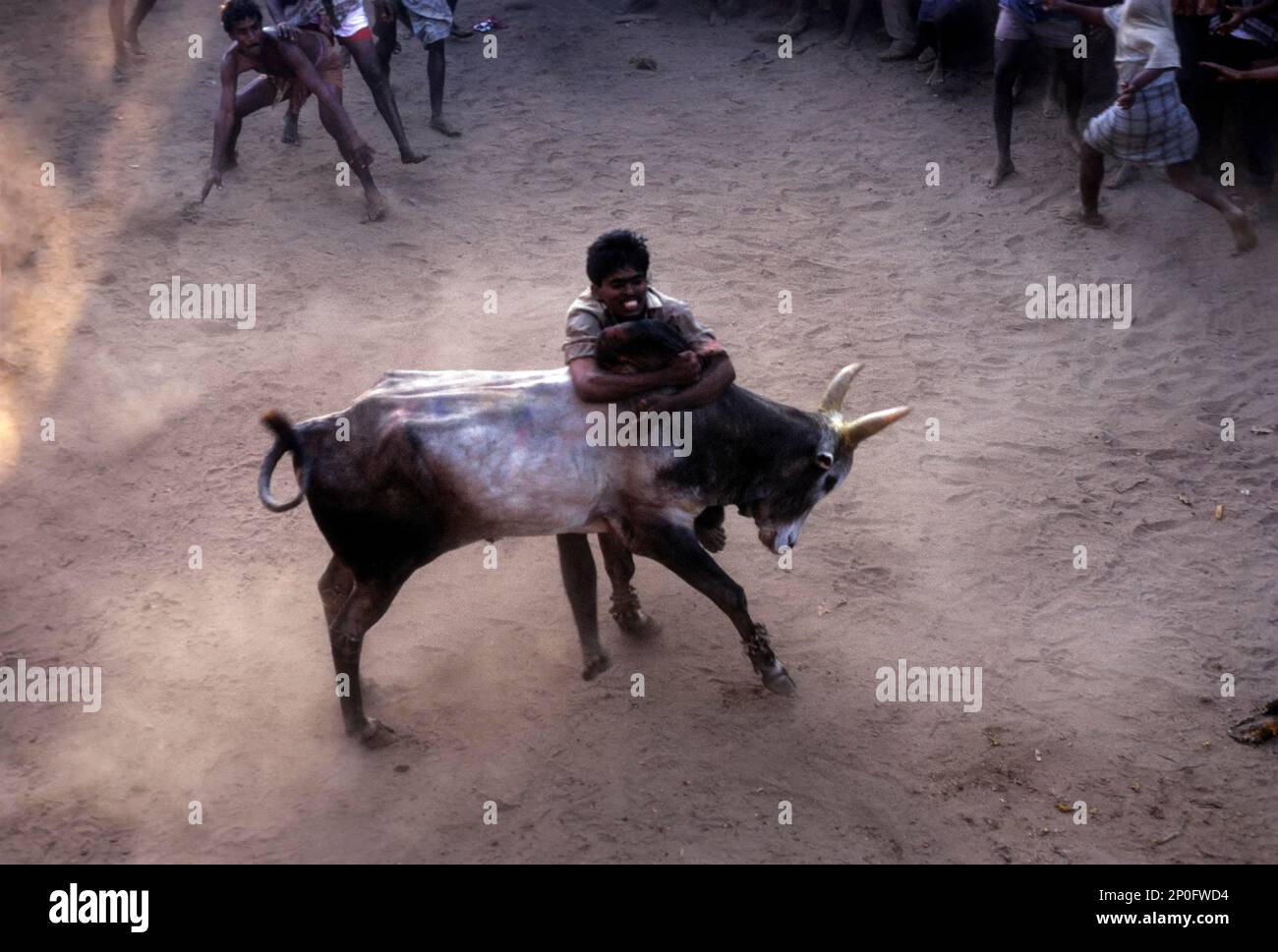 Jallikattu à Alangnallur pendant le festival Pongal près de Madurai Tamil Nadu, en Inde Banque D'Images
