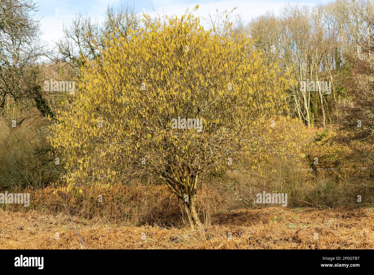 Queues de chagins ou d'agneaux de bouleau argenté (Betula pendula) fin février, Dartington, Devon, Angleterre, Royaume-Uni Banque D'Images