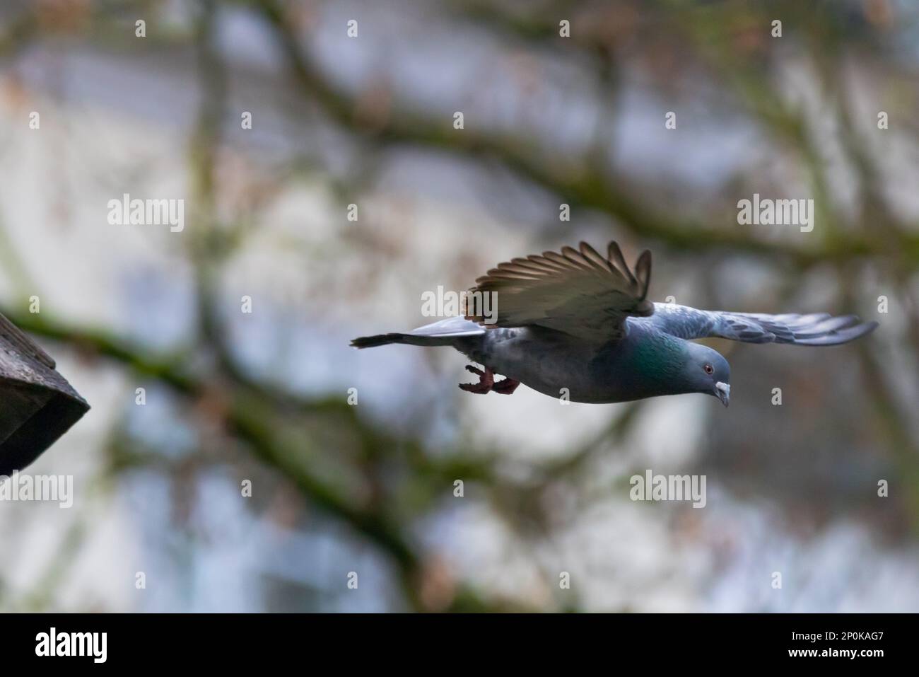 Un pigeon unique en vol sur un arrière-plan flou Banque D'Images