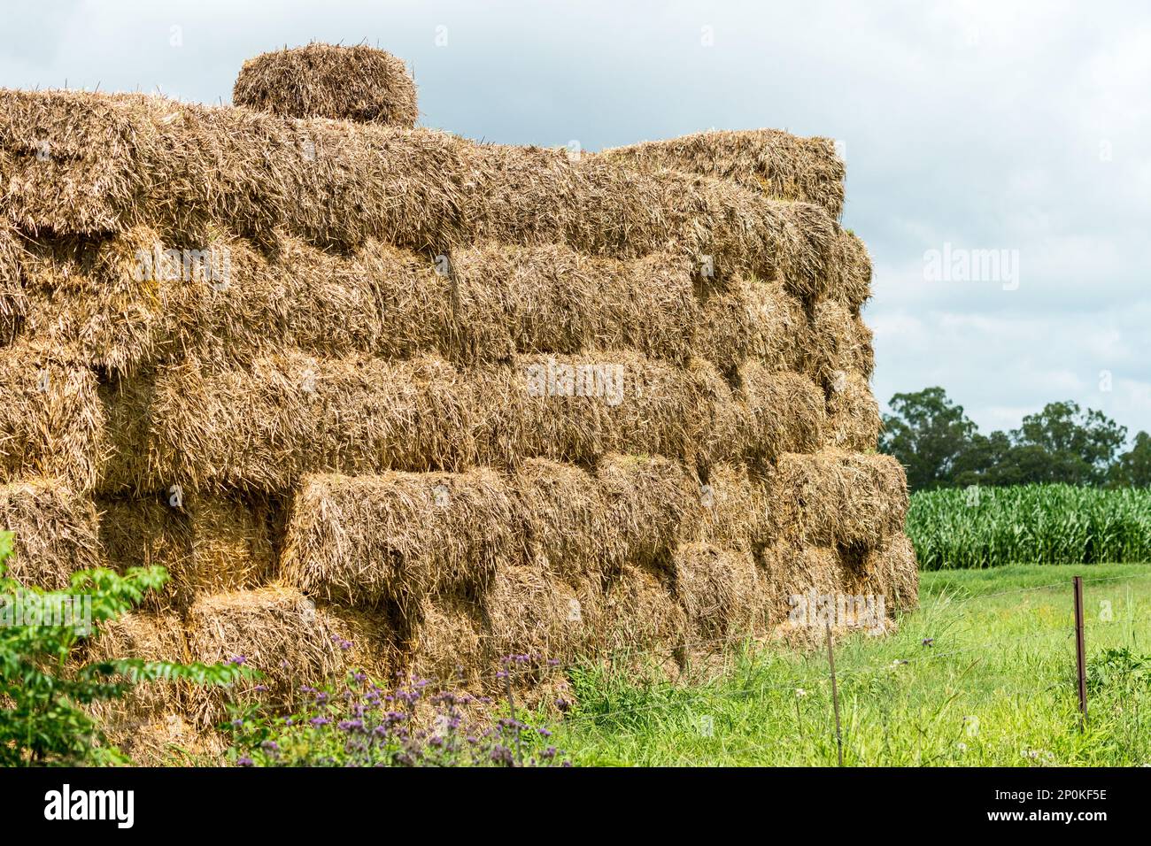 Les balles de foin s'empilent ou s'empilent sur une ferme de près en Afrique du Sud concept d'agriculture Banque D'Images