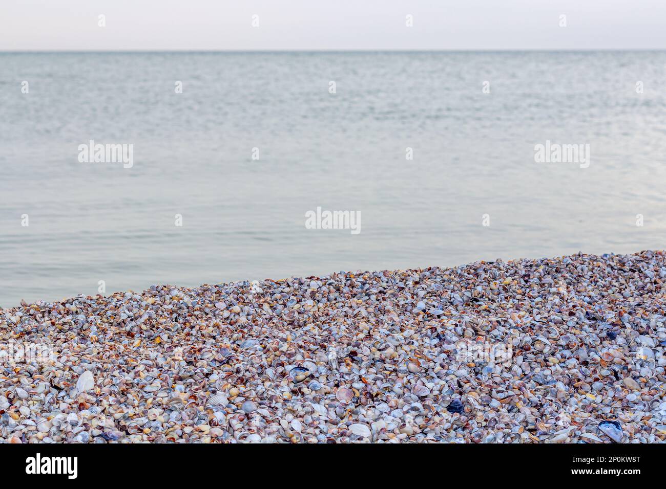 Concept d'été avec une plage, coquillages. Coquillages et sur une plage de mer sauvage dans les rayons du soleil couchant, se concentrer en premier plan. Banque D'Images