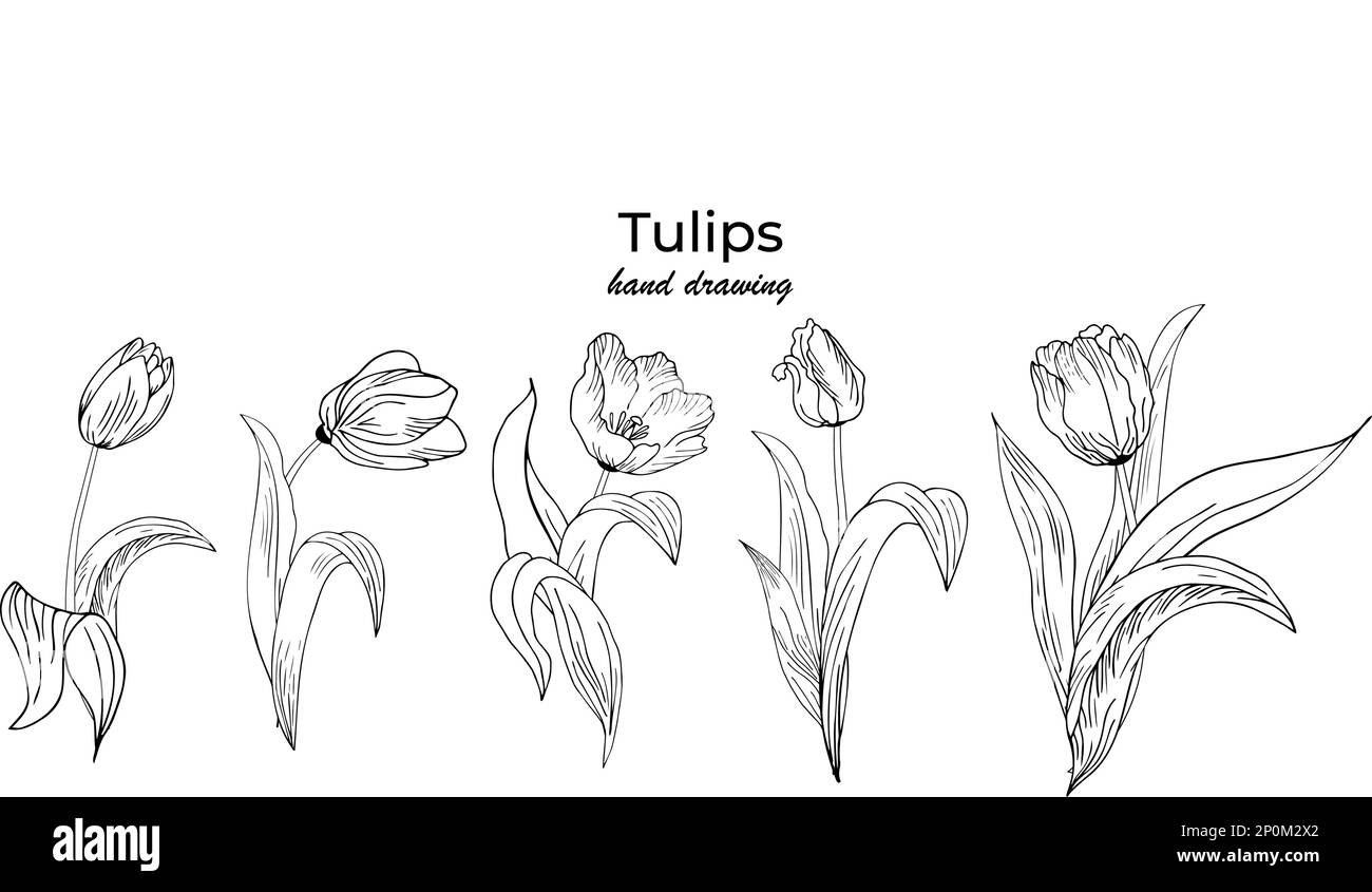 Fond floral avec tulipes. Dessin à la main Illustration de Vecteur
