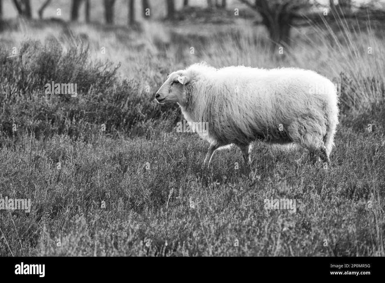 Schonebeker brebis sur la lande à Drenthe, pays-Bas en noir et blanc Banque D'Images