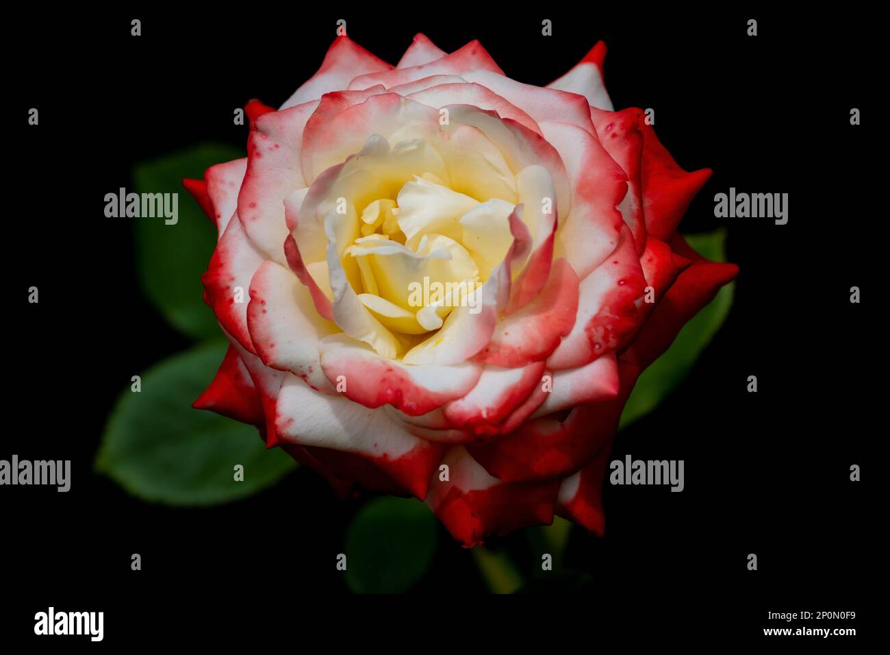 Magnifique rose rouge sur fond sombre. Symbole de l'amour et de la passion. Fleur de jardin populaire Banque D'Images