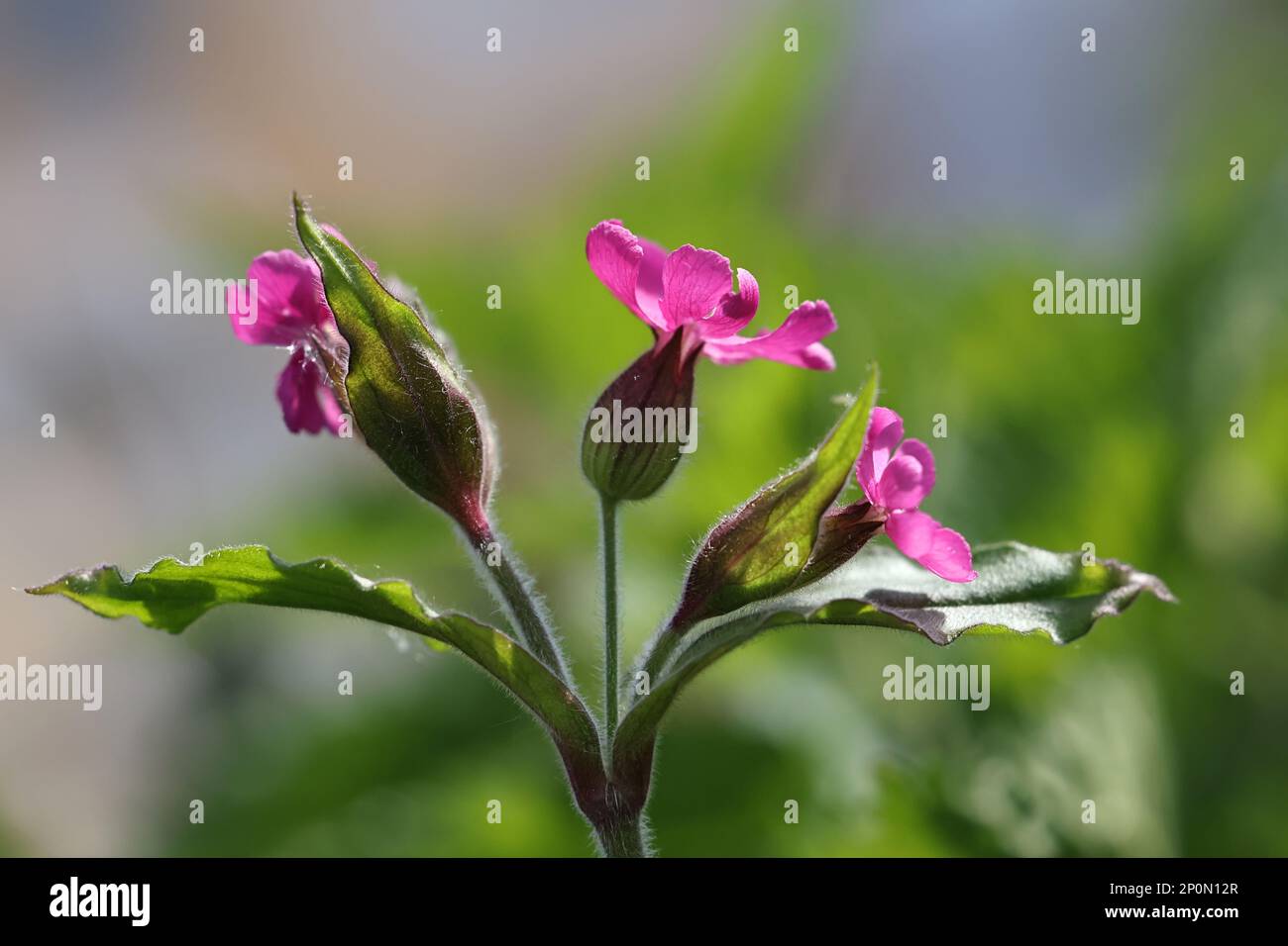 Silene dioica, communément appelé campion rouge ou mouche rouge, plante sauvage de Finlande Banque D'Images