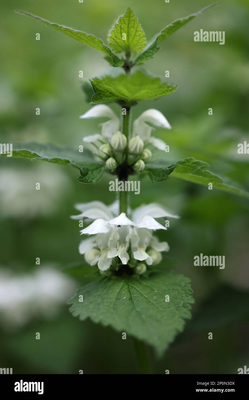 Album de Lamium, communément appelé ortie blanche ou ortie blanche morte, plante sauvage de Finlande Banque D'Images