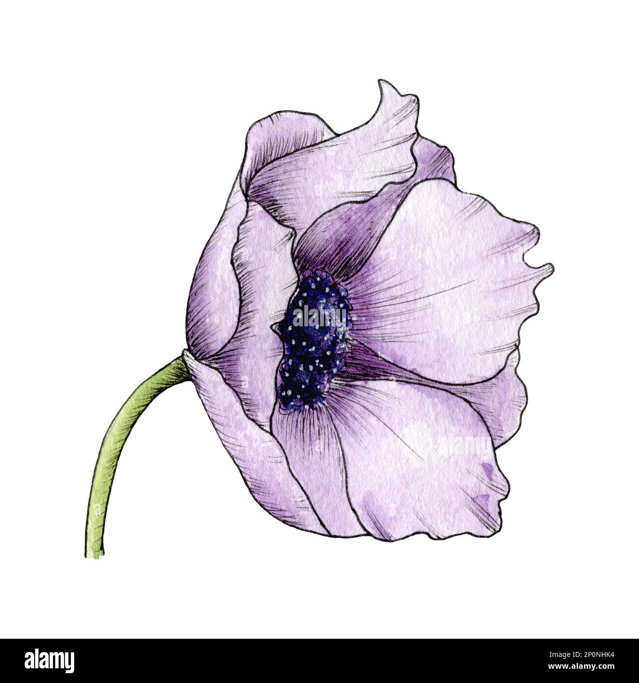 Aquarelle Fleur Anemone, coquelicot, pivoine. Illustration d'anémone dessinée à la main isolée sur fond blanc. Anémone violet Banque D'Images