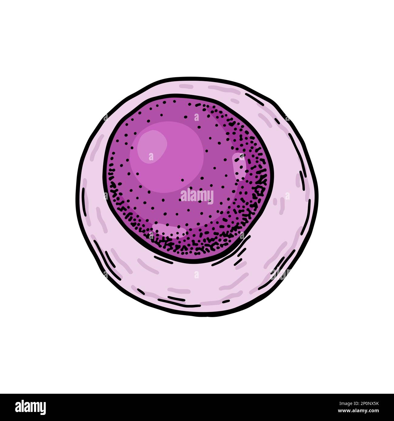 Cellules souches de sang lymphoïde isolées sur fond blanc. Illustration de vecteur de microbiologie scientifique dessiné à la main dans un style d'esquisse Illustration de Vecteur